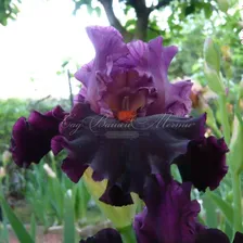 Ирис "Сатурн" (Iris Saturn)