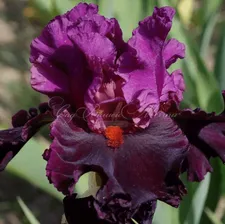 Ирис "Сатурн" (Iris Saturn)
