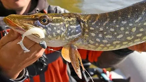 Обзор резины Reins Fat G-Tail Grub